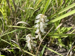 Spiranthes magnicamporum