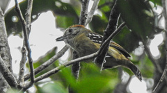 Thamnophilus ambiguus