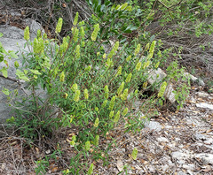 Yeatesia platystegia