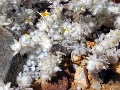 Diaperia verna verna