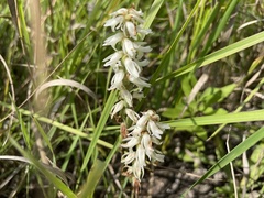 Spiranthes magnicamporum
