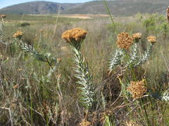 Athanasia sertulifera