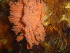 Melithaea rubra