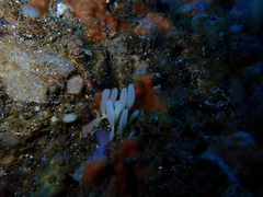 Calcarea