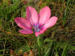 Babiana blanda