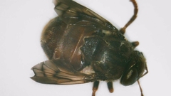 Microdon globosus