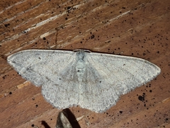 Scopula incanata