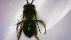 Eucera hamata