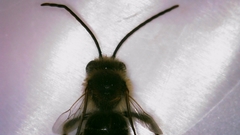 Eucera hamata
