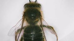 Eucera hamata