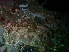 Pleuronichthys coenosus