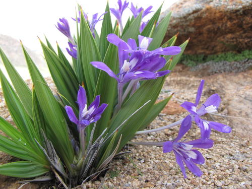 Babiana dregei Baker