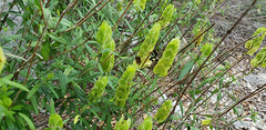 Yeatesia platystegia
