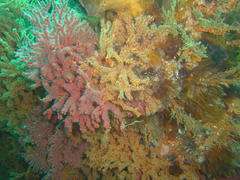 Melithaea rubra