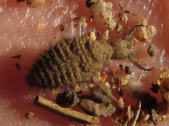 Dendroleon obsoletus