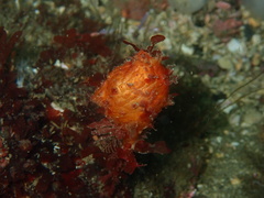 Boltenia villosa