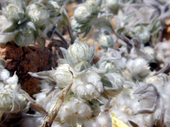 Diaperia verna verna