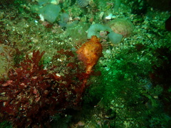 Boltenia villosa