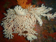 Melithaea rubra
