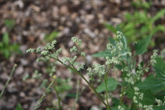 Chenopodium album pedunculare