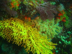 Melithaea rubra