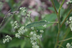 Chenopodium album pedunculare