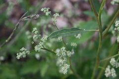 Chenopodium album pedunculare