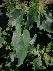 Chenopodiastrum murale