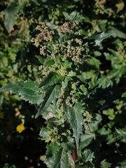 Chenopodiastrum murale