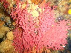 Melithaea rubra