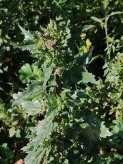 Chenopodiastrum murale