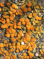 Polycauliona inconspecta