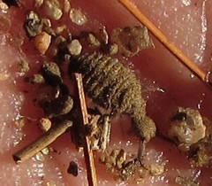 Dendroleon obsoletus