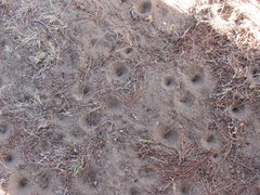 Dendroleon obsoletus