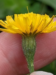 Scorzoneroides autumnalis