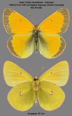 Colias canadensis