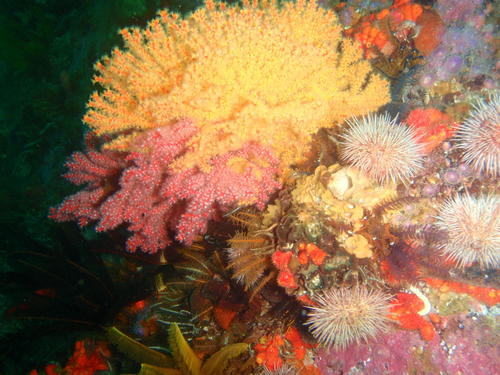 Melithaea rubra