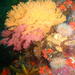 Melithaea rubra