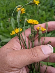 Scorzoneroides autumnalis