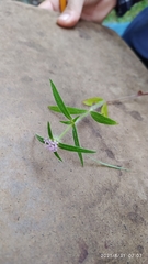 Crusea hispida