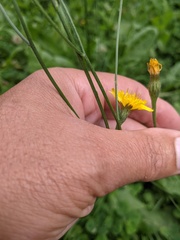 Scorzoneroides autumnalis