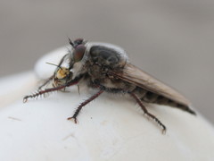 Promachus vexator