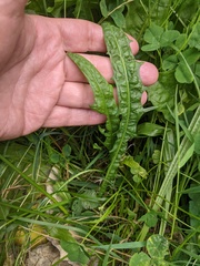 Scorzoneroides autumnalis