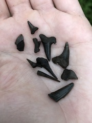 Lamniformes
