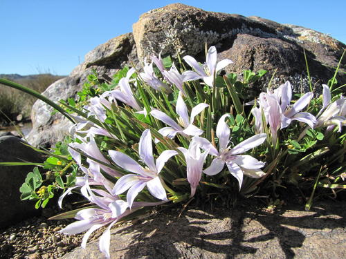 Roggeveld Bobbejaantjie (Babiana virginea)