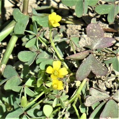 Oxalis corniculata