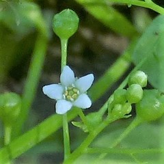 Samolus parviflorus