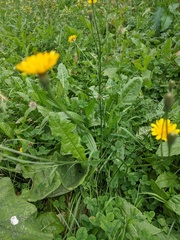 Scorzoneroides autumnalis