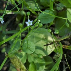 Samolus parviflorus