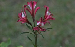 Alstroemeria caryophyllaea